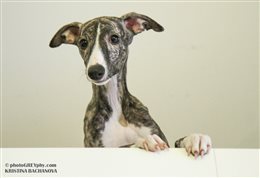 Whippet puppy